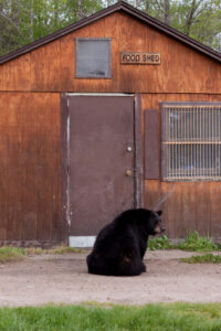 Be Bear Aware: 10 Tips for Black Bear Safety on Your Rural Property Image